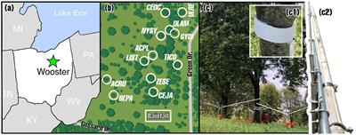 Hypothesis and theory: Do trees “release the tension” in rainwater? Surface tension reduction in throughfall and stemflow from urban trees